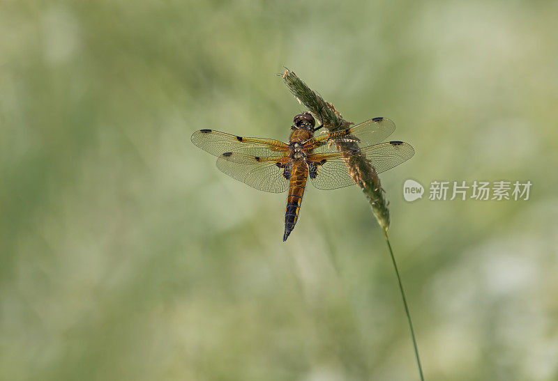 四只斑追逐蜻蜓(Libellula quadrimaculata)张开翅膀在植物上休息